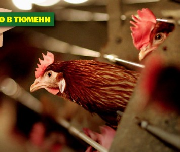 сделано в тюмени 8