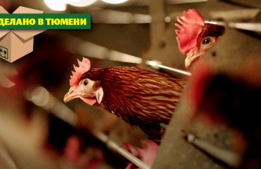 Золотое яйцо Боровской птицефабрики