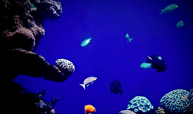 Магия подводного мира