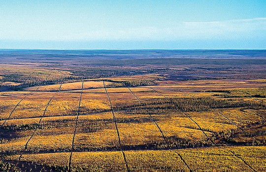 С чего начинается нефть