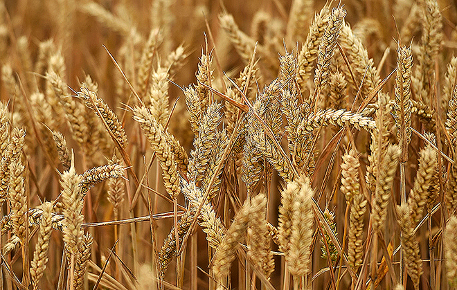 Global warming threatens grasses