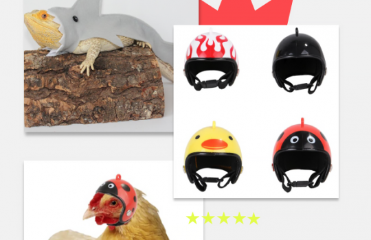 Шлем для курицы и сушеные жуки: почему AliExpress предлагает нам странные товары